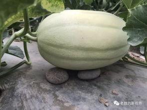 免费吃瓜怎么找渠道,轻松找到海量瓜源攻略  第2张 免费吃瓜怎么找渠道,轻松找到海量瓜源攻略  第2张