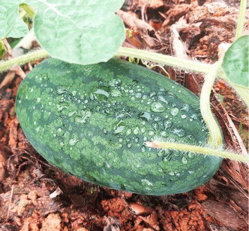 免费吃瓜怎么找渠道,轻松找到海量瓜源攻略  第3张 免费吃瓜怎么找渠道,轻松找到海量瓜源攻略  第3张