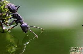 俄罗斯爆料昆虫计划视频,俄罗斯神秘视频曝光惊人内幕