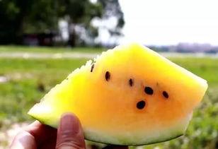 微信黄色瓜免费吃瓜  第3张