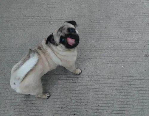 巴哥线索爆料最新消息,最新热点事件内幕大揭秘