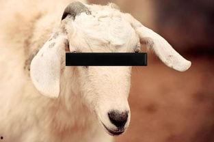 www人兽交在线观看,一场禁忌话题的深度探讨  第3张