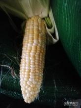 娱乐吃瓜酱玉米,揭秘娱乐圈那些鲜为人知的幕后故事  第3张