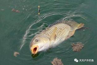 鲤鱼养殖爆料视频播放网站,海量资源助您轻松掌握养殖技巧