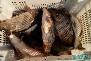 鲤鱼养殖爆料视频播放网站,海量资源助您轻松掌握养殖技巧 第3张 鲤鱼养殖爆料视频播放网站,海量资源助您轻松掌握养殖技巧 第3张