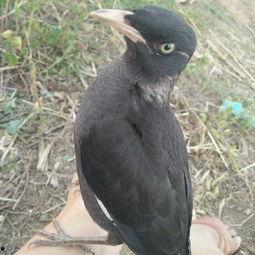 八哥新版本爆料视频大全,功能升级与亮点解析 第2张 八哥新版本爆料视频大全,功能升级与亮点解析 第2张