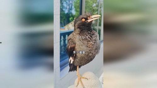 八哥新版本爆料视频大全,功能升级与亮点解析 第3张 八哥新版本爆料视频大全,功能升级与亮点解析 第3张