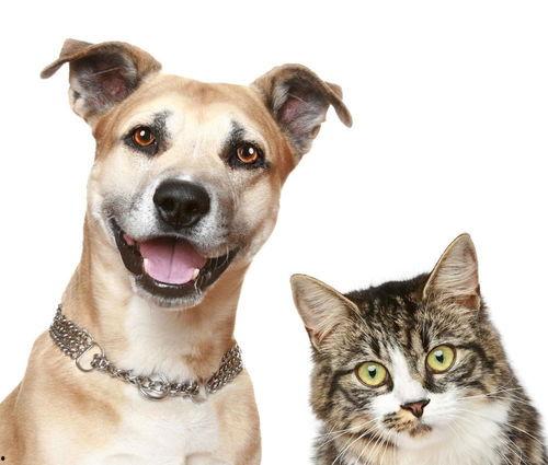 累充宠物最新爆料