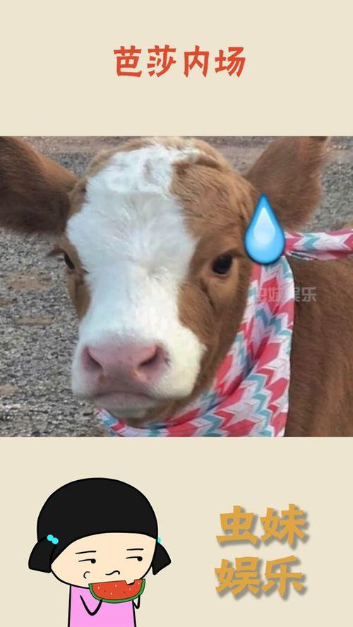 娱乐吃瓜酱牛
