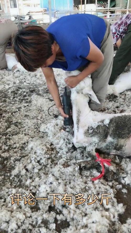 育肥羊爆料视频最新,揭秘养殖场惊人内幕  第2张