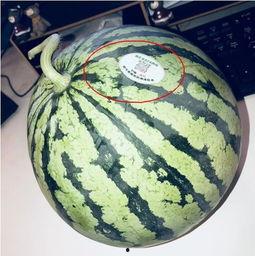 网红吃瓜素材,盘点那些年我们追过的“瓜”  第2张