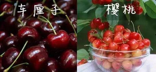 美国版樱桃在线观看,在线观看带你领略异国风情  第2张
