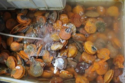 海鲜加工爆料方法视频大全,视频大全揭秘海鲜加工全过程 第2张 海鲜加工爆料方法视频大全,视频大全揭秘海鲜加工全过程 第2张