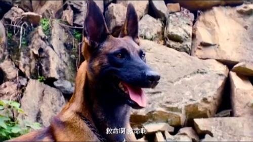 战犬在线观看,忠诚守护，热血征途