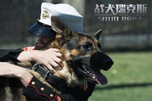 战犬在线观看,忠诚守护，热血征途  第3张