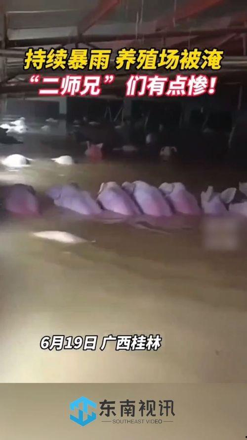 网友爆料猪场视频大全集,网友爆料背后的养殖真相
